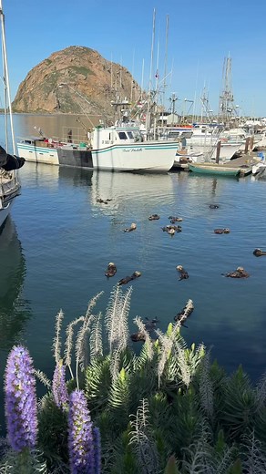 Adorable Sea Otters and Antiquing in Morro Bay
