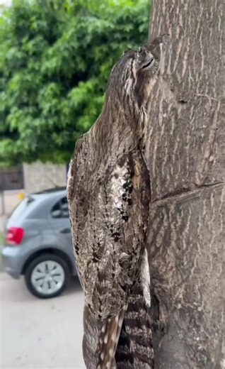 WAIT— That’s not tree bark… 😳🪵➡️🦉 This bird is so perfectly camouflaged that your brain refuses to register it. Most people don’t see it until the second or third watch 👀 Did you spot it instantly… or did it take you a moment? 👇🔥 #NatureIsCrazy #Camouflage #BlinkAndYouMissIt #WildlifeTok #HiddenAnimals