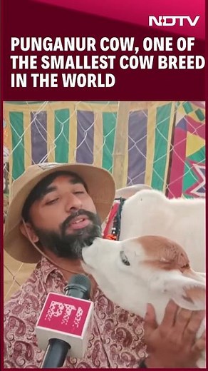 Punganur Cow | This Cow Breed Is The Centre Of Attraction At Pushkar Cattle Fair