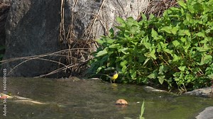 Grey Wagtail (Motacilla Cinerea) Eating Insects in A Bush, Feeds on a Brook Walking by Ruge Rocks