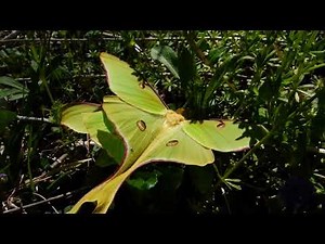 Luna Moths mating