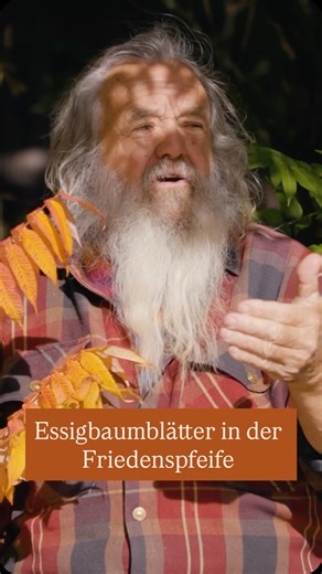 Der Essigbaum (Rhus typhina), auch bekannt als Hirschkolbensumach, spielte eine bedeutende Rolle in der Kultur der indigenen Völker Nordamerikas. Eine seiner bemerkenswertesten Anwendungen war als Bestandteil der Friedenspfeife, die bei zeremoniellen Anlässen geraucht wurde. Auch in unserem Jahreskurs »Ein Jahr Pflanzenwissen mit Wolf-Dieter Storl« widmen wir uns dieser beeindruckenden Pflanze. Du lernst, ihre heilenden Kräfte kennen und sie gezielt anzuwenden, während du ihre tief verwurzelte B