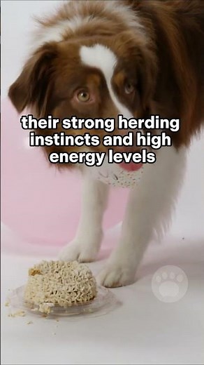 Australian Shepherds were bred to work with livestock #aussie #australianshepherd #dogs