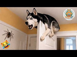 Try not to laugh 😂 Ultimate Funny Cats and Dogs 2026 🐱🐶 #15