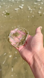 499K views · 4.6K reactions | Jellyfish Completely Infested with Sand Piranhas! #animals #nature #reels | Jacob Colvin | Facebook