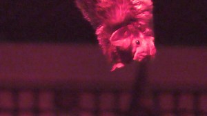 Mixed Species Flying Fox cam- Lubee Bat Conservancy | Explore.org