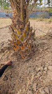 SR Elite Express on Reels