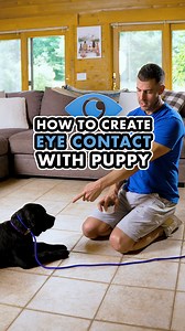 When I reviewed this video, I didn't think it was the most realistic example of how to create eye contact with a puppy.⁣ ⁣ Why?⁣ ⁣ Because Cooper, the puppy in the video, had already been with us and learned calmness with food and treats.⁣ ⁣ On top of that, he was tired because we were at the end of a training session.⁣ ⁣ I decided to post it because I think it's valuable to see how calm a puppy can be with food, even a Labrador Retriever puppy.⁣ ⁣ While it wasn't the greatest example of teachin