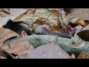 So Pity Newborn Baby Monkey | Just Born Mother Leyla Leave Baby Alone | Newborn Baby Hungry Milk