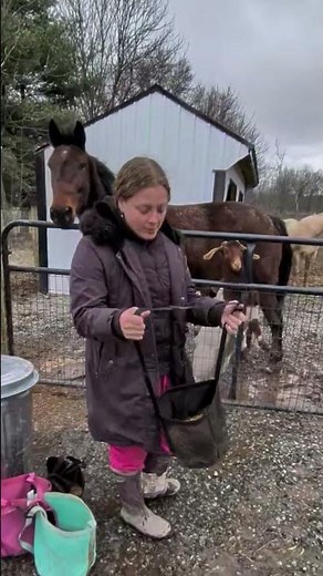 Using feed bags to ensure horses get the right food in a mixed herd. #horses