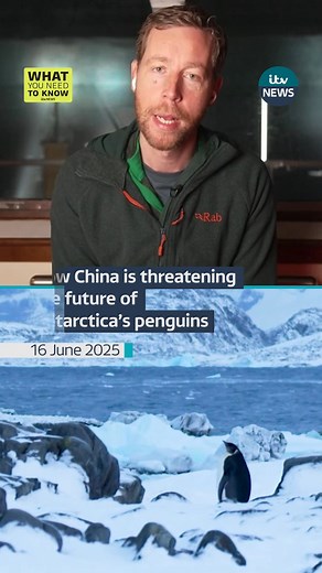 ITV News Science Correspondent Martin Stew in Antarctica explains how global warming could make its Emperor Penguins extinct and how China is blocking one action to protect them. Search What You Need To Know wherever you get your podcasts. | ITV News