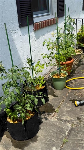 Using fertilizer made of things that I already have around the house makes gardening easier and more affordable. Thanks for all your interest and how I fertilize my tomato container garden! 😁🍅🌱 #OptimisticKitchen #ReduceFoodWaste #zerowaste #GrowFood #growyourfood #pottedgarden #vegetablegarden #growingfoodinpots #growinpots #freshproduce #containergardening #suburbangarden #containergardener #UrbanGarden #StartAGarden #StartGardening #reuse #whosgrowingwithme | Optimistic Kitchen