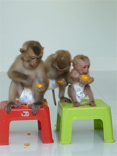 3.1K views · 167 reactions | Baby Monkey Bom's Family | Mr Bon | Facebook