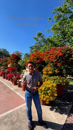 Sarangani Highlands, located in Barangay Tambler, General Santos City, is considered a prime tourist destination—a garden resort hotel ….especially for those seeking a nature-filled getaway with panoramic views and flowering bougainvillea gardens Sarangani Highlands Garden and Restaurant Gensan | Miles Bougainvillea Gensan