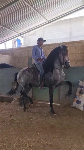 The Robot Horse: An Innovative Experience