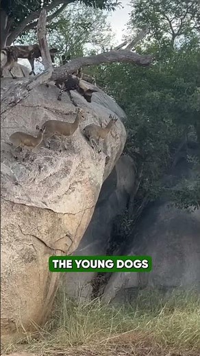 The Ultimate Hunting Team| Inside the World of African Wild Dogs