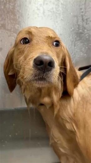 Christmas Eve cuddles hit different when your pup is fresh, fluffed, and feeling festive 🎄✨ We’re wishing all our Dapper pups and their families the coziest night filled with treats, belly rubs, and holiday magic 🐶❤️ | Dapper Doggery