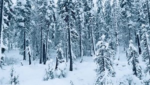 2.2K views · 94 reactions | Harp Twins on Reels | Facebook