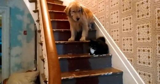 Cat intimidates dog and does not allow the passing