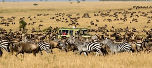 Great Migration Safaris