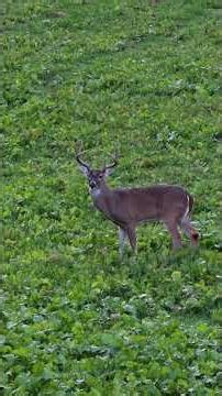 What is your favorite caliber?