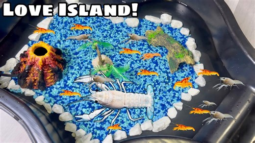 DIY crayfish terrarium build for breeding