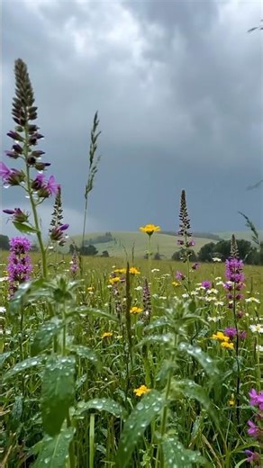 Peaceful Nature Rain Scene 4K #reels #rain #relaxing