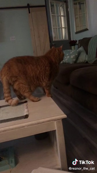 Exactly #senior #munchkin #tough #comedy #catsoftiktok #jump