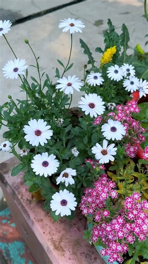 Pretty flowers #homegarden #gardening #flowers