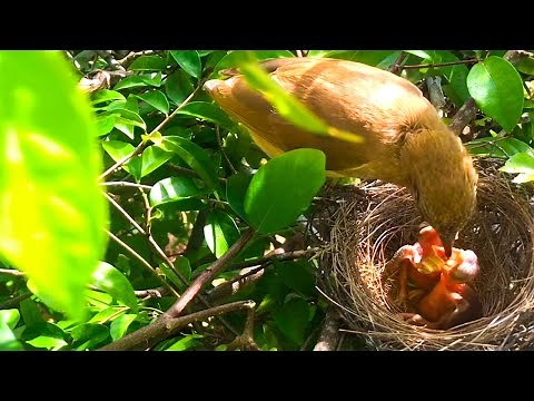 Streak-Eared Bulbul Feeding Their Chicks In The Nest (end) – Bird Feeding Baby (Bird Watching Ep24)