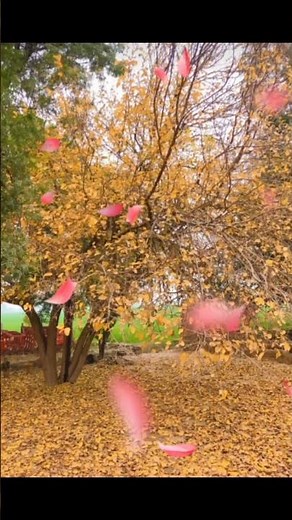 Autumn Vibes 🍂 Cozy Fall Scenes | Relaxing Autumn 2025