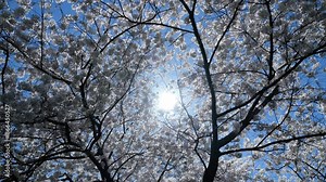 Spring background. Blossom tree branch with white flowers. Spring flowers. White flowers the fruit tree. The sakura. Cherry blossom trees in bloom. Blooming apple tree in the spring garden.