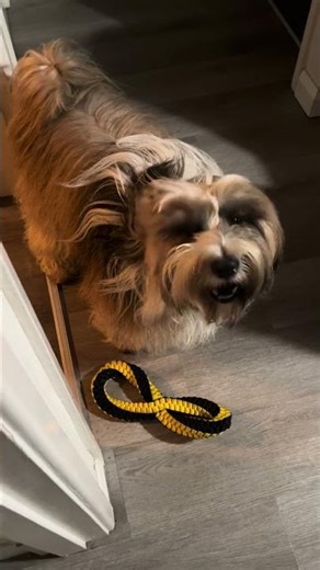 Barney dog wants to play #tibetanterrier #funnyanimals #dog #pets #doglife