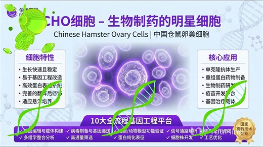 CHO细胞株构建 武汉伯远生物 重组蛋白单克隆抗体