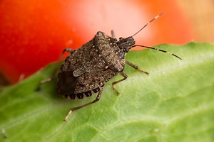 Stink Bugs Could Be to Blame for Delaying Your Car Delivery