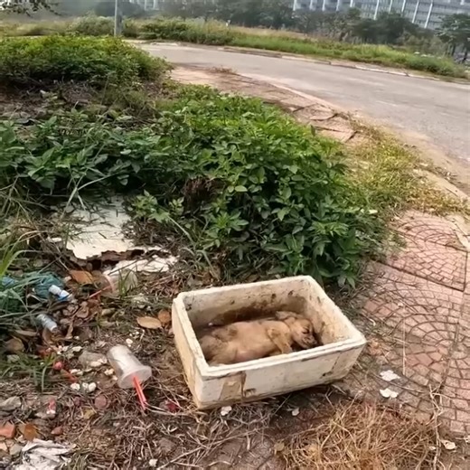 115K views · 5K reactions | Trying to Save poor dog was abandoned because of acute diarrhea Puppy needs a new home! #dogs #doglife #lovedogs #doglovers | Wow Animals Channel | Facebook