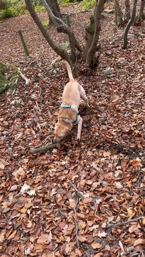 🪵🐾 BREAKING: Stick meets its match. Today in Peebles, local legend Buster took on his greatest challenge yet — a rogue stick daring to cross his path. With lightning reflexes and heroic chomps, Buster launched a full-scale assault, reducing the stick to splinters and glory. Witnesses report tail wags, triumphant growls, and a look that said, “I was born for this.” 💥 No stick is safe. 🎥 No moment goes unchewed. 🌟 Just another epic chapter in Buster’s Amazing Adventures. #BustersAmazingAdvent