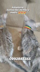 Caso externo Tres hermosos Gatitos rescatados 2 hembras  y 1 macho  En adopción responsable y para siempre 珞 tienen mes y medio ,comen croquetas y usan arenero. Están despararasitados Super juguetones Son amorosos y juguetones SE DAN CON KIT DE BIENVENIDA Compromiso de esterilización. Por favor ayúdame a compartir ☺️ Más información al 0992883355 #gye | Adopción Animal Guayaquil - AG | Facebook
