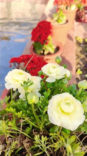 Ranunculus 🌺 Beautiful bucket Flower #viral #trending #trend #viralvideo #shorts #shortvideo #facts