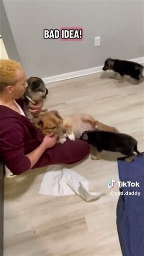 German Shepherd time!