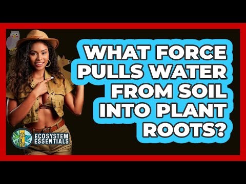What Force Pulls Water From Soil into Plant Roots?
