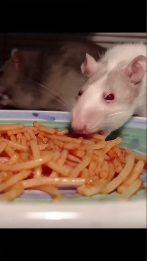 Why Ships Use Rat Guards – Genius Maritime Invention! #chakri