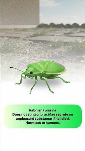 Collect it in Bugsy