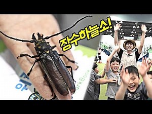 Meet the 'Jangsuhaneulseu'! A mysterious insect designated as a natural monument!