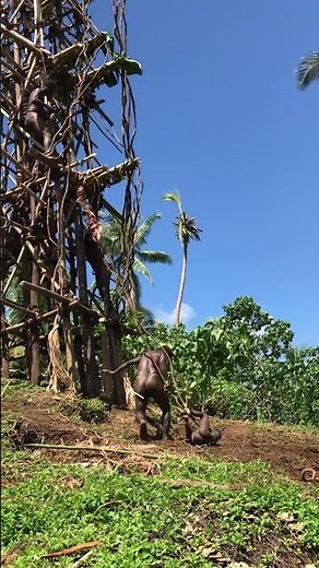 Naghol Land Diving | Part 1 | Vanuatu bungee jumping on Pentecost island #landdiving