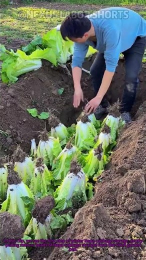 How to Store Napa Cabbage for Winter #Shorts #WinterVegetableStorage #NapaCabbageHarvest