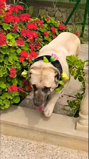 Russian mastiff female in garden 🏡. #dog #tranding #huntingdog #italiandog #doglife #kangal #shorts