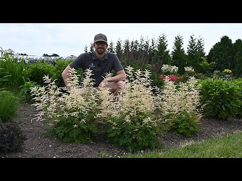Good to Know Aruncus | Walters Gardens