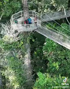 Let us tell you about the Iwokrama Canopy Walkway 🇬🇾 The Iwokrama Canopy Walkway is a series of swaying suspension bridges and sturdy platforms located a stomach-turning 100ft above the forest floor. It's up here, in the rainforest canopy, where much of the wildlife spend their time. You too enjoy the views from the Walkway by booking a tour today! #tourismGuyana #travelGuyana #oneguyana #visit | Tourism Guyana