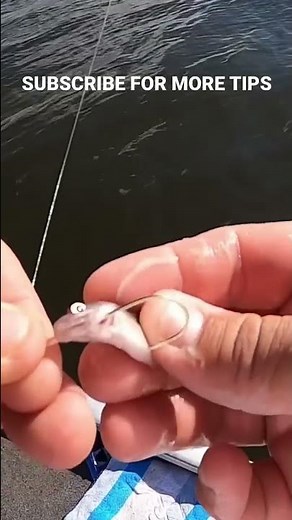 How I Hook My Minnows For Crappie Fishing #shorts